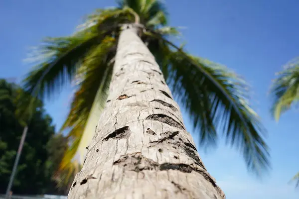 Drzewa palmowe Parku Narodowego Manuel Antonio w Kostaryce — Zdjęcie stockowe