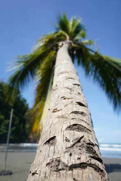 Drzewa palmowe Parku Narodowego Manuel Antonio w Kostaryce — Zdjęcie stockowe