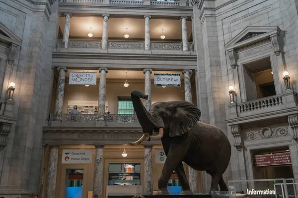 Smithsonian dilinde fil taklidi.