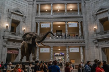 Smithsonian dilinde fil taklidi.