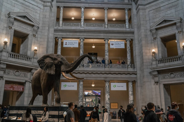 Elephant replica mount in Smithsonian