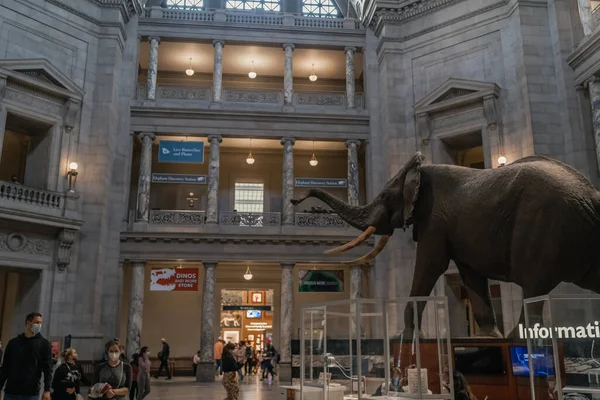 Elefante réplica montagem em Smithsonian — Fotografia de Stock