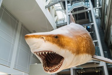 Smithsonian dilinde Megalodon Shark taklidi