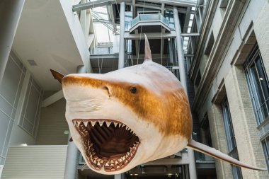 Smithsonian dilinde Megalodon Shark taklidi