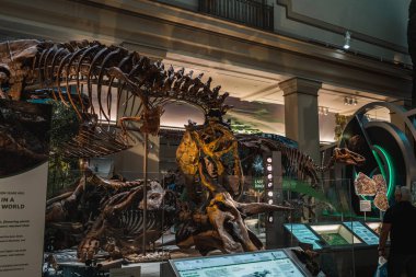 Smithsonian 'daki Tyrannosaurus Rex Fosil Sergisi
