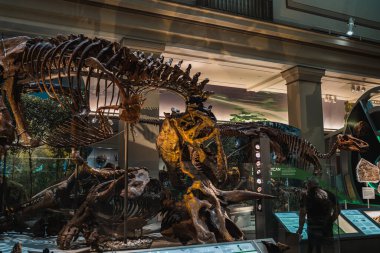 Smithsonian 'daki Tyrannosaurus Rex Fosil Sergisi