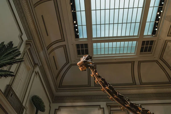 Lång hals dinosaurie Fossil utställning i Smithsonian — Stockfoto