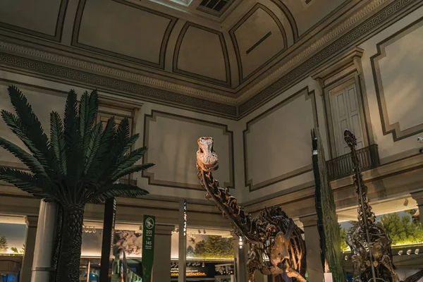 Exposição de fóssil de dinossauro de pescoço longo em Smithsonian — Fotografia de Stock