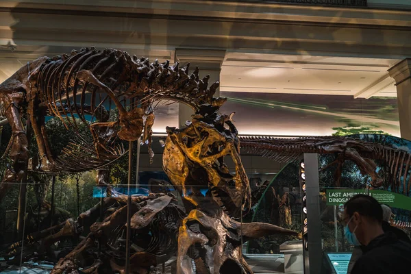 Tyrannosaurus Rex Fossil utställning i Smithsonian — Stockfoto