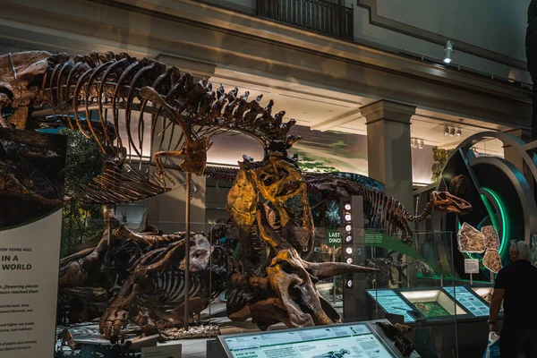 Fossiles Exponat Tyrannosaurus Rex im Smithsonian — Stockfoto