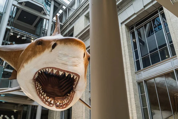 Megalodon Shark réplica montagem em Smithsonian — Fotografia de Stock
