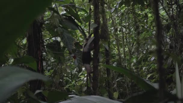 Anteater costarricense trepando selva y árboles de selva tropical — Vídeo de stock