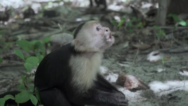 Beyaz Yüzlü Capuchin Maymunu Manuel Antonio Ulusal Parkı Kosta Rika 'da — Stok video