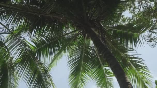 Kosta Rika 'daki Manuel Antonio Ulusal Parkı Palmiye Ağaçları — Stok video