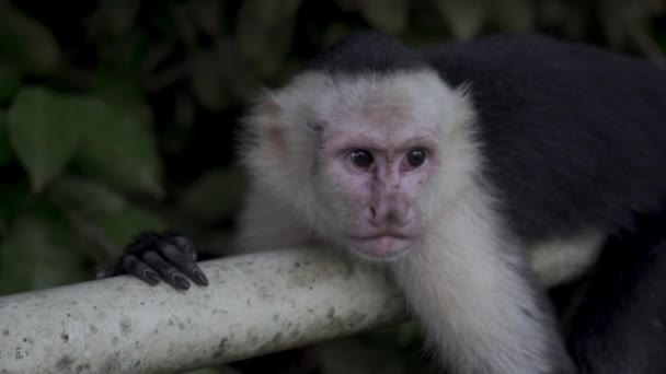 Λευκό πρόσωπο μαϊμού Capuchin στο Manuel Antonio Εθνικό Πάρκο Κόστα Ρίκα — Αρχείο Βίντεο