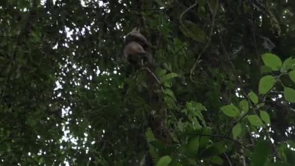 Anteater costarricense trepando selva y árboles de selva tropical — Vídeo de stock