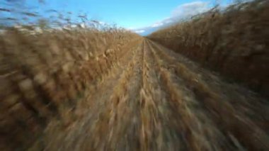 FPV Drone Sonbahar mısır tarlası labirentinde uçuyor