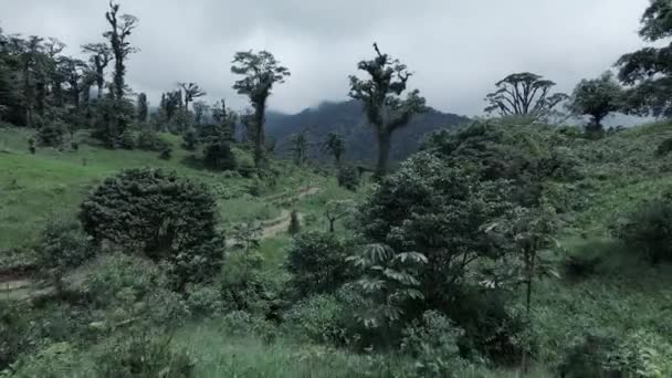 Drone terbang rendah di atas Central Valley Rainforest Kosta Rika — Stok Video