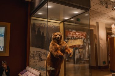 Washington 'daki Smithsonian Doğal Tarih Müzesinde Boz Ayı Sergisi