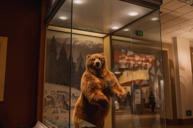 Washington 'daki Smithsonian Doğal Tarih Müzesinde Boz Ayı Sergisi