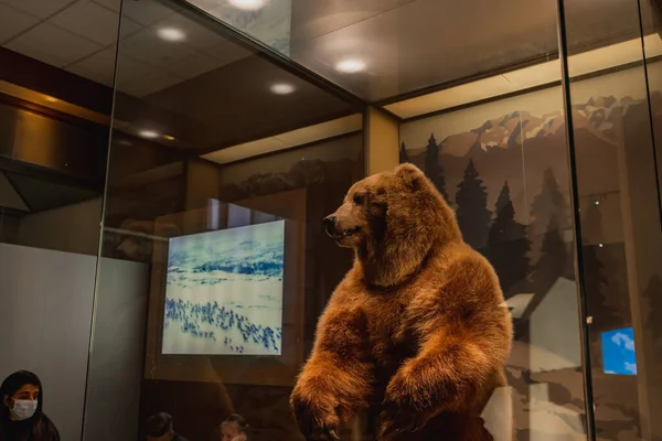 Grizzly Bear Exhibit at Smithsonian Natural History Museum in Washington DC — Stockfoto