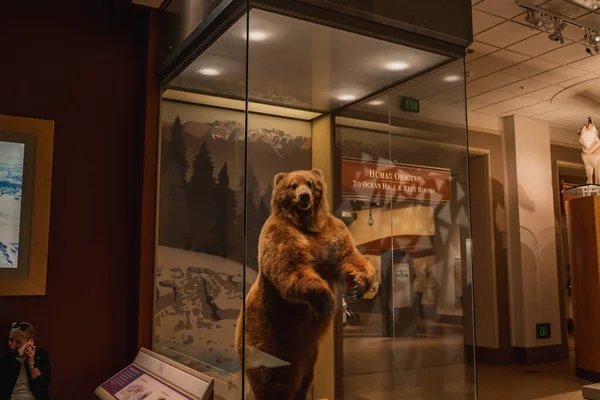 Grizzly Bear Exhibit at Smithsonian Natural History Museum in Washington DC Stockbild
