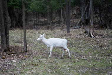 Ormanda Yürüyen Beyaz Albino Geyiği