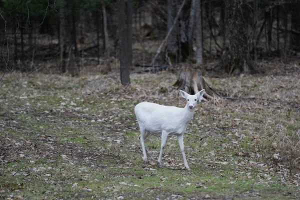 Ormanda Yürüyen Beyaz Albino Geyiği