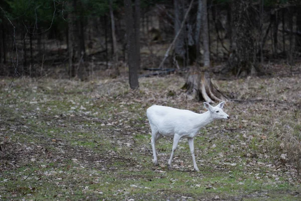 Ormanda Yürüyen Beyaz Albino Geyiği