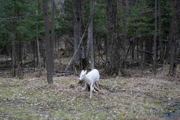Ormanda Yürüyen Beyaz Albino Geyiği