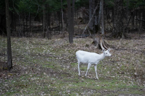 Ormanda Yürüyen Beyaz Albino Geyiği