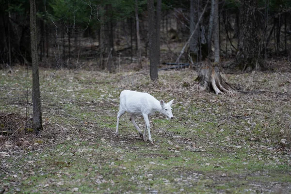 Ormanda Yürüyen Beyaz Albino Geyiği