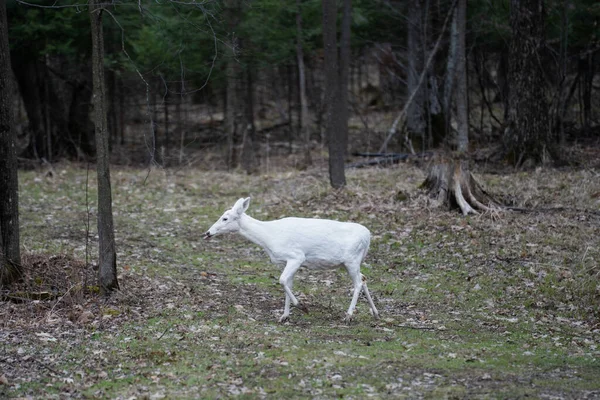 Ormanda Yürüyen Beyaz Albino Geyiği