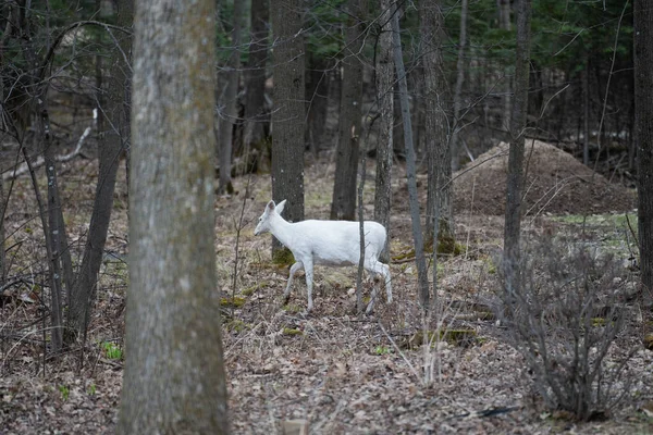 Ormanda Yürüyen Beyaz Albino Geyiği