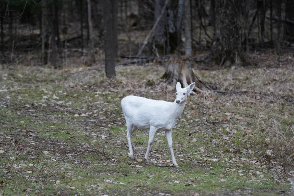 White Albino Deer Walking Through Forest lizenzfreie Stockfotos