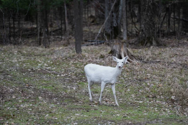 White Albino Deer Walking Through Forest Stockbild