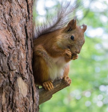Sincap fındık yemek
