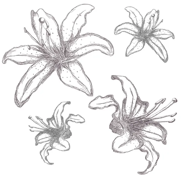 Fiori di lilium disegnati a mano, illustrazione vettoriale — Vettoriale Stock