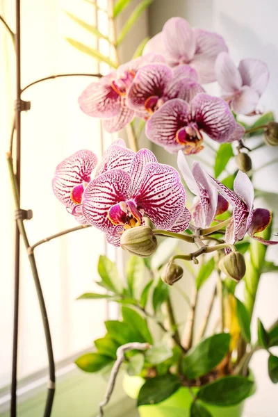 Bella orchidea viola e bianca sul davanzale della finestra. Il concetto di cura delle piante domestiche. — Foto Stock