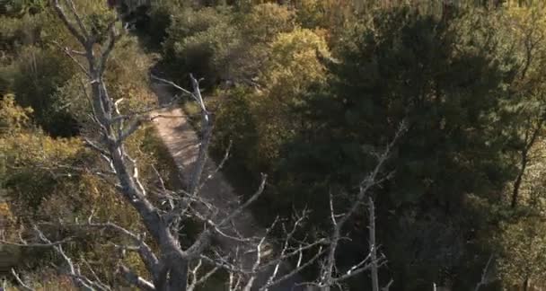Aerial View Car Driving Forest — Stockvideo