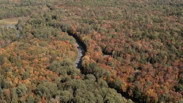 Aerial View Car Driving Forest — Vídeo de Stock