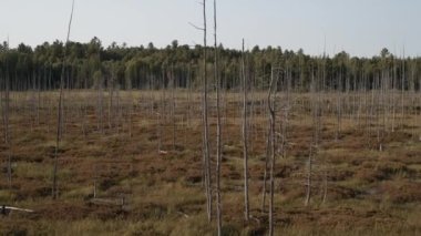 Çıplak ağaçlar ve uzak orman, Kuzey Körfezi, Ontario, Kanada