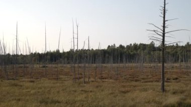 Çıplak ağaçlar ve uzak orman, Kuzey Körfezi, Ontario, Kanada