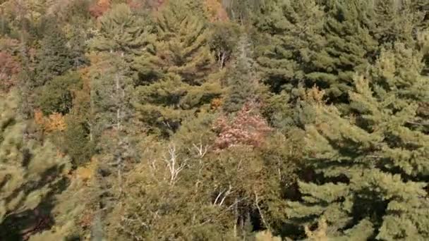 Grüne Bäume Wald North Bay Ontario Kanada — Stockvideo