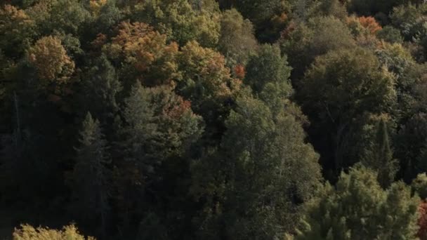 Trees Forest Autumn North Bay Ontario Canada — Vídeo de stock