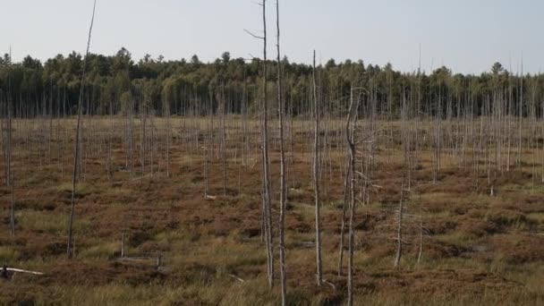 Bare Trees Distant Forest North Bay Ontario Canada — Vídeo de stock