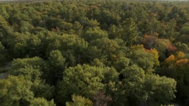 Sonbaharda yukarıdan orman, Kuzey Körfezi, Ontario, Kanada