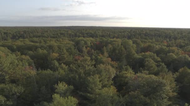 Waldlandschaft Von Der Drohne Aus Gesehen North Bay Ontario Kanada — Stockvideo