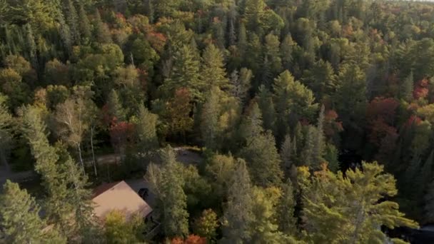 Wald Von Hoch Oben Herbst North Bay Ontario Kanada — Stockvideo