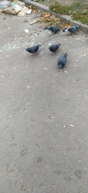 Köprüde güvercin sürüsü.